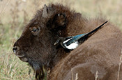 Special Bison Area; bison lying in field with magpie on shoulder