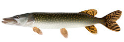 Artist rendering of a Northern Pike