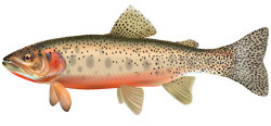 Artist rendering of a Westslope Cutthroat Trout