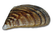 Zebra Mussel