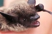 White-nose syndrome; little brown