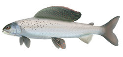 Artist rendering of an Arctic Grayling