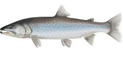 Artist rendering of a bull trout
