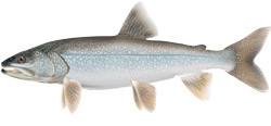Artist rendering of a lake trout