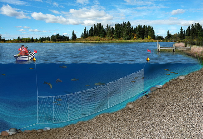 Illustration of walleye stock assessment using a FWIN net in a lake, showing mesh panels