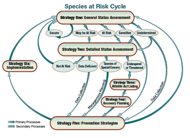Species at Risk Cycle, illustration of cycle showing six strategies for determining species at risk in Alberta