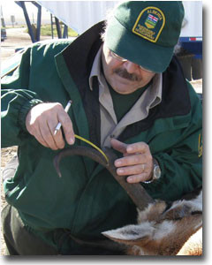 Wildlife management employee measuring antelope's antler