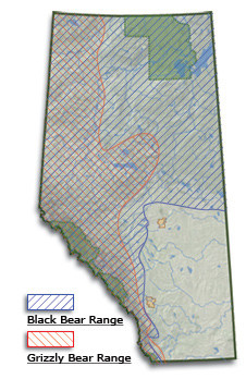 Map of Alberta showing grizzly bears inhabiting the west, black bears inhabiting the north east and no bears in the south
