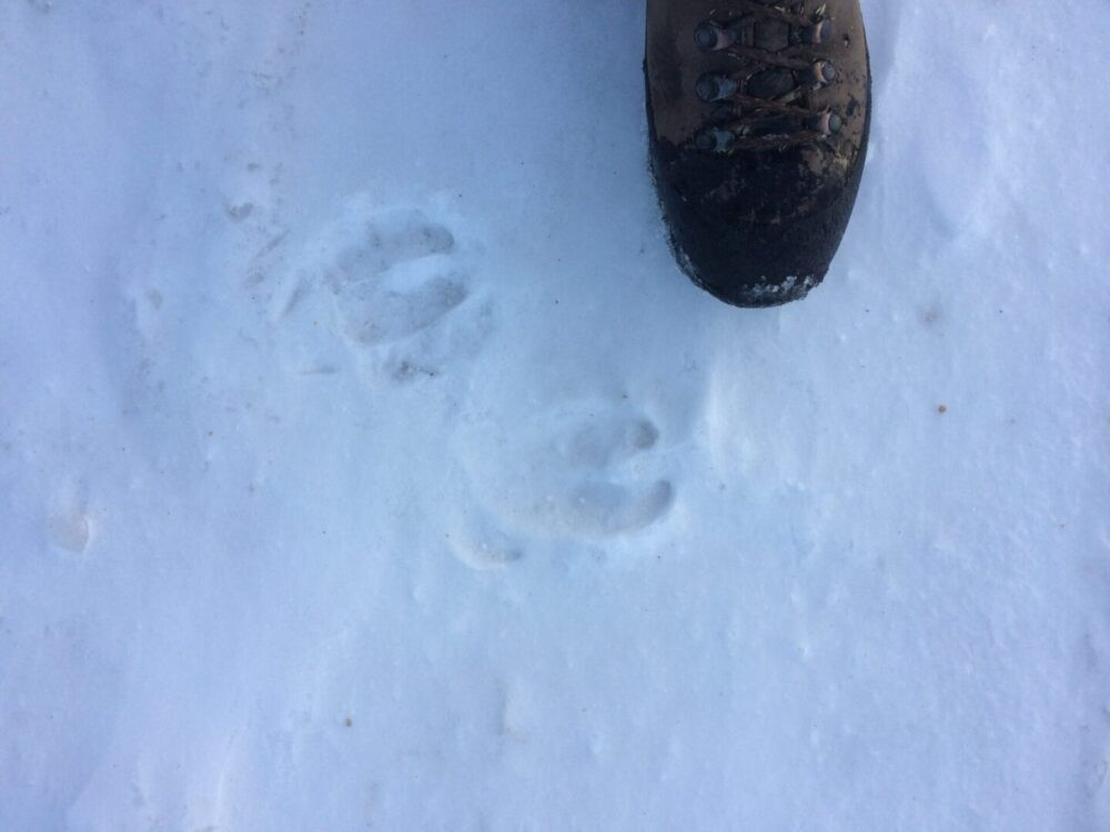 Close up of wild boar tracks in snow with a human foot next to them