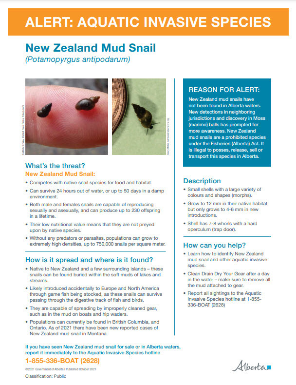 Image of the posted for New Zealand Mud Snail