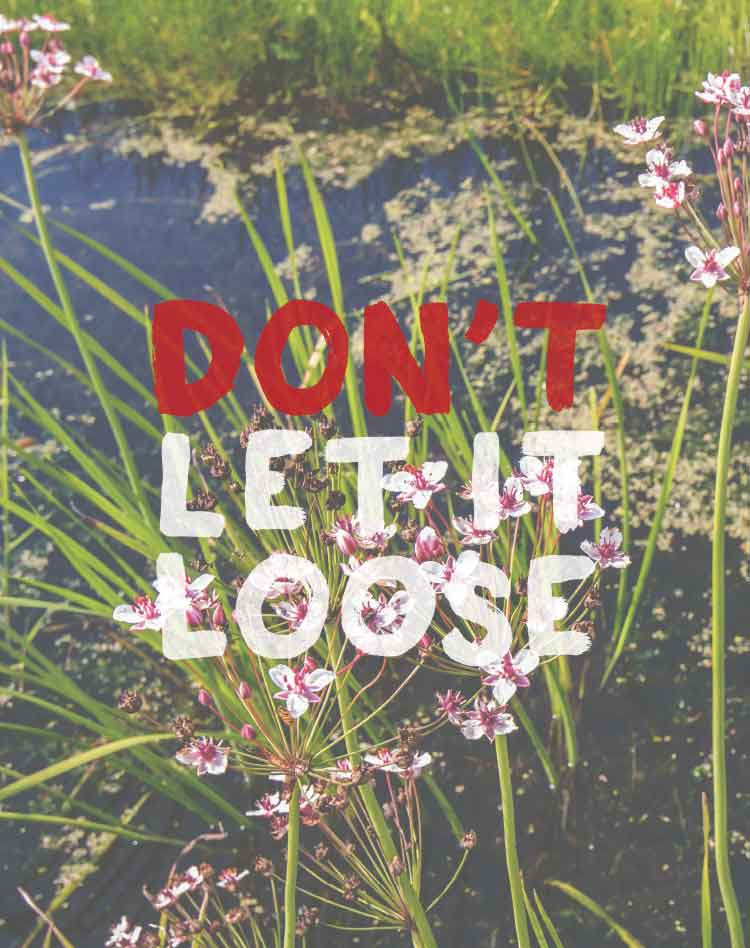 Thumbnail: Don't Let It Loose poster - Common aquaculture plants