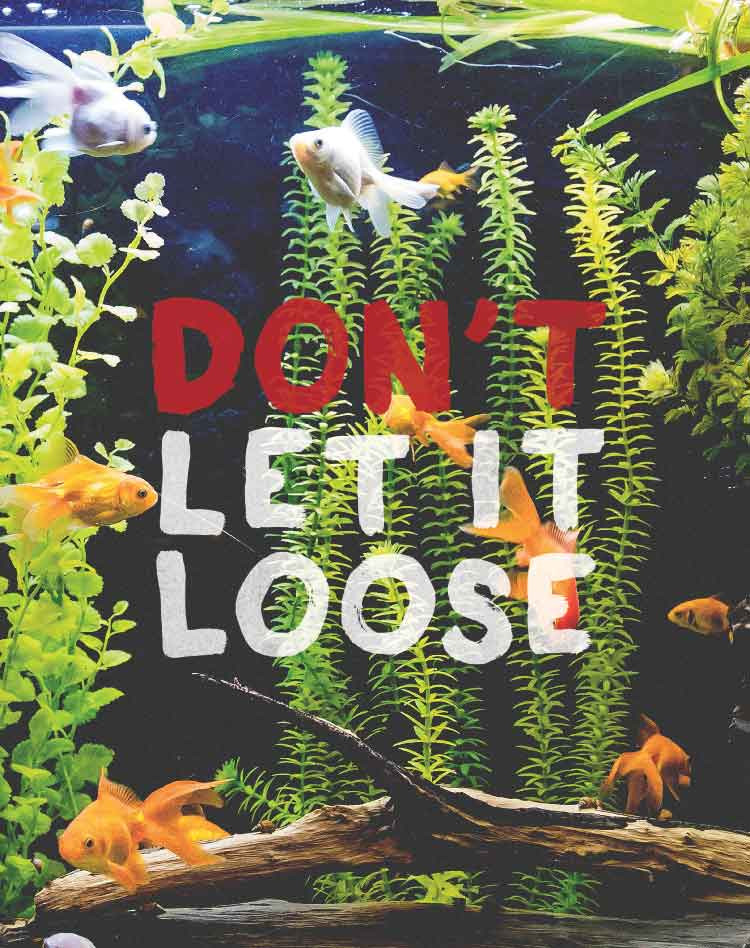 Thumbnail: Don't Let It Loost poster: Common aquarium and pond plants and animals