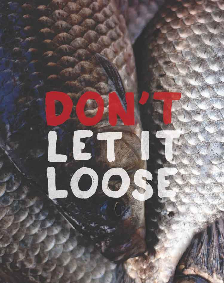 Thumbnail: Don't Let It Loose poster - Live food