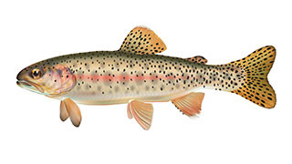 Athabasca rainbow trout