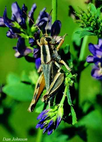 Adult Packard grasshopper