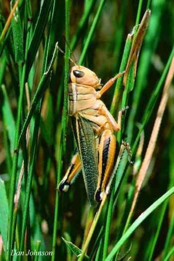 Adult two-striped grasshopper