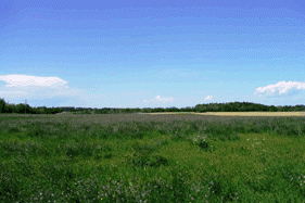 Photo of Alfalfa field