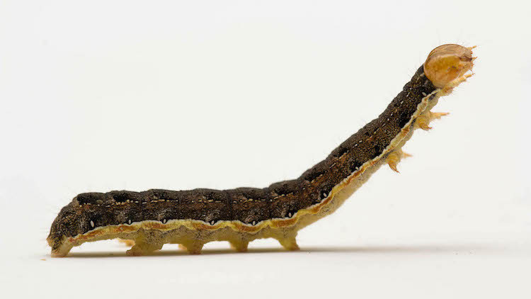 Close-up of a Bertha armyworm