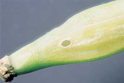 Cabbage seedpod weevil exit hole