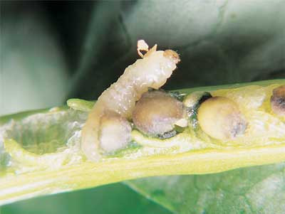 Cabbage seedpod weevil larva
