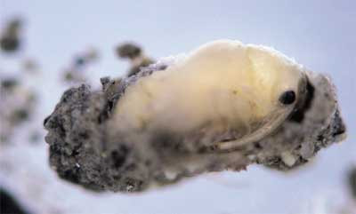 Cabbage seedpod weevil pupae