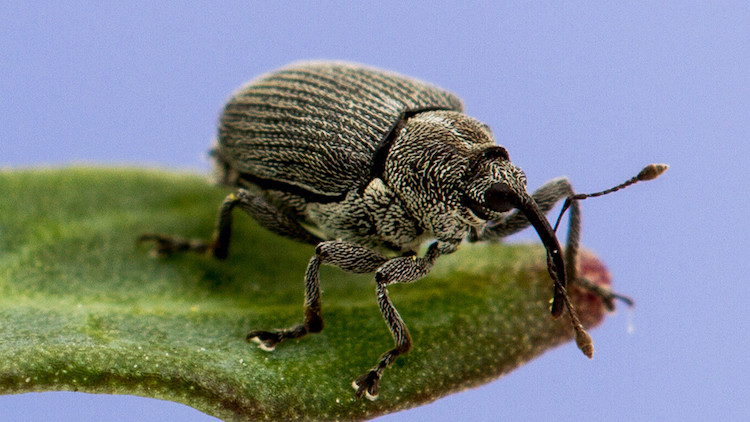 Photo of a Cabbage seedpod weevil