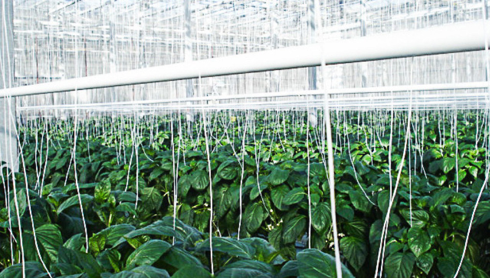 Greenhouse showing glass roof with tops of sweet bell peppers below