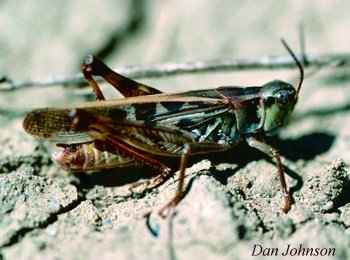 A mature clear-winged grasshopper female.