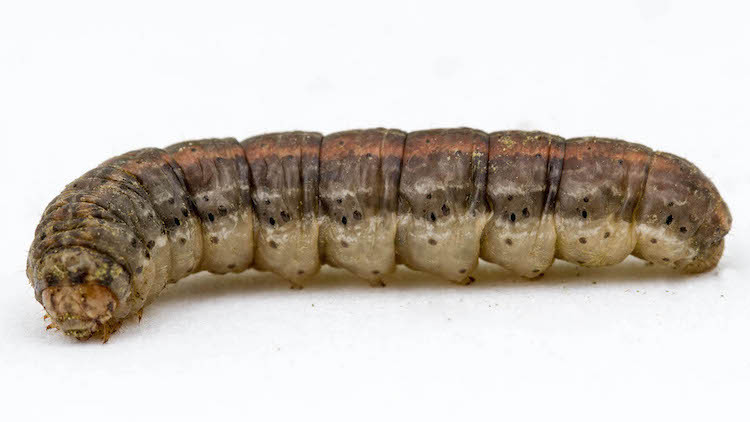Photo of a Redback cutworm