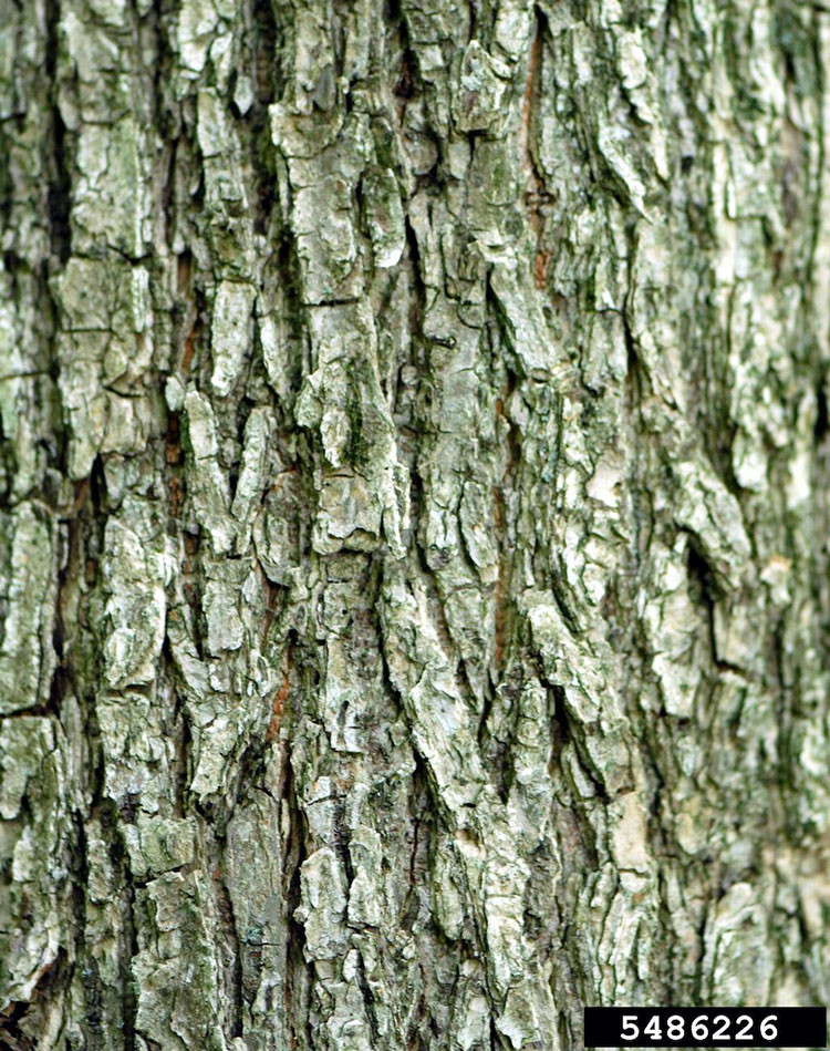 Photo of American elm bark