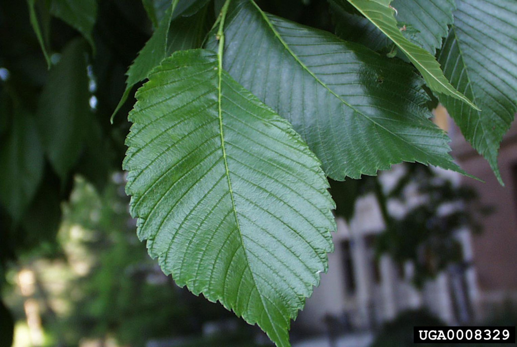 Photo of an American elm leaf shape