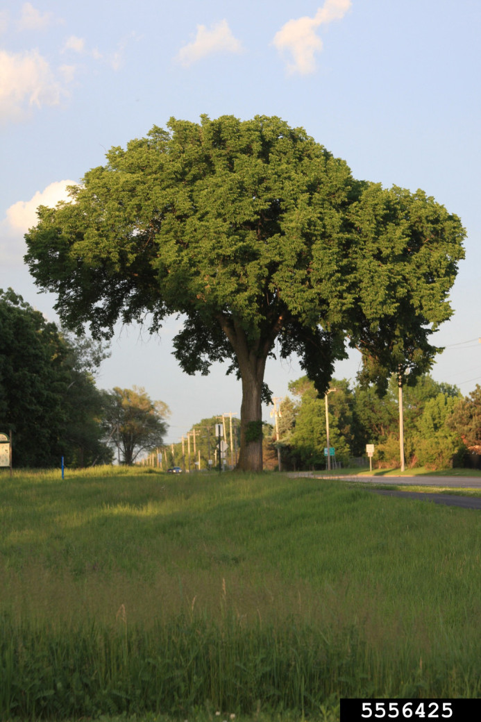 Photo of an American elm tree