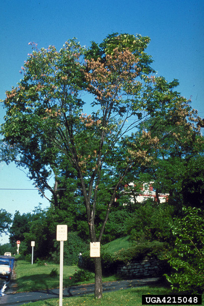 Figure 3. Tree showing flagging