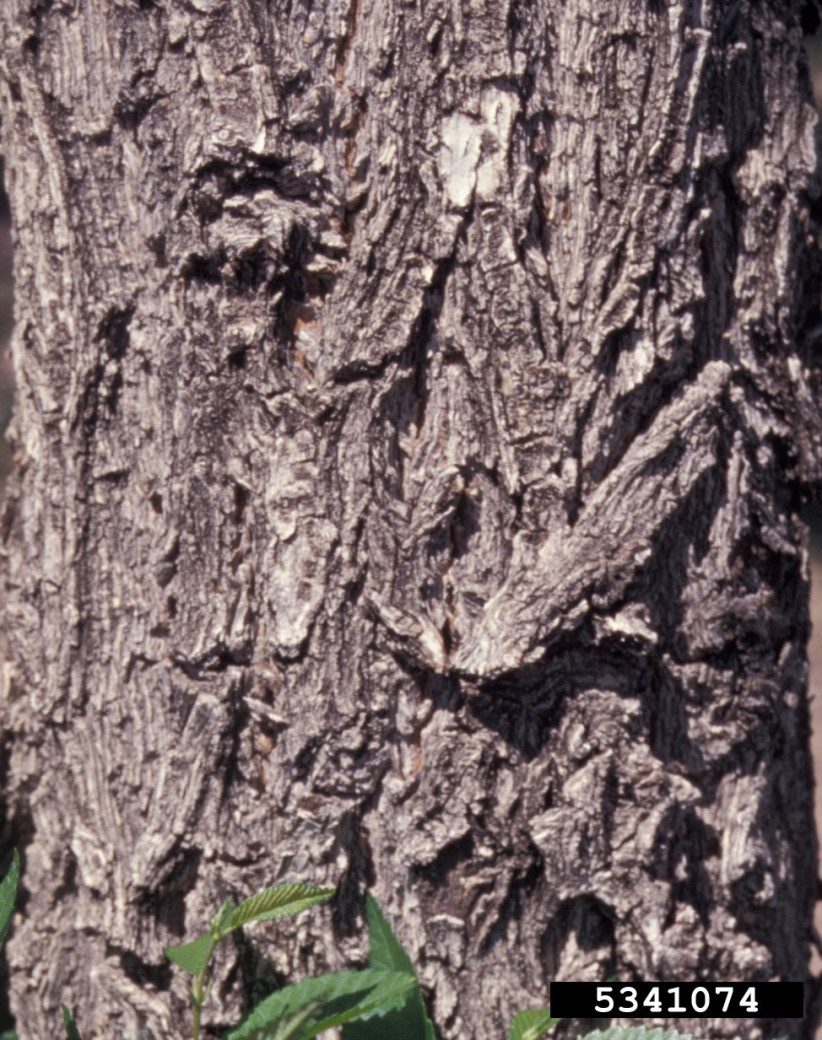 Photo of a Siberian elm bark