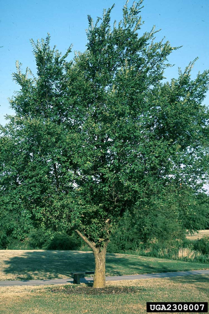 Photo of a Siberian elm tree