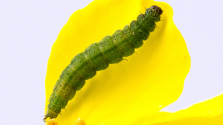 Close-up of a Diamondback moth larva on a canola plant petal