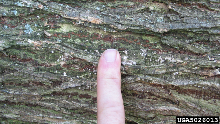 Photo of European elm bark beetle exit hole