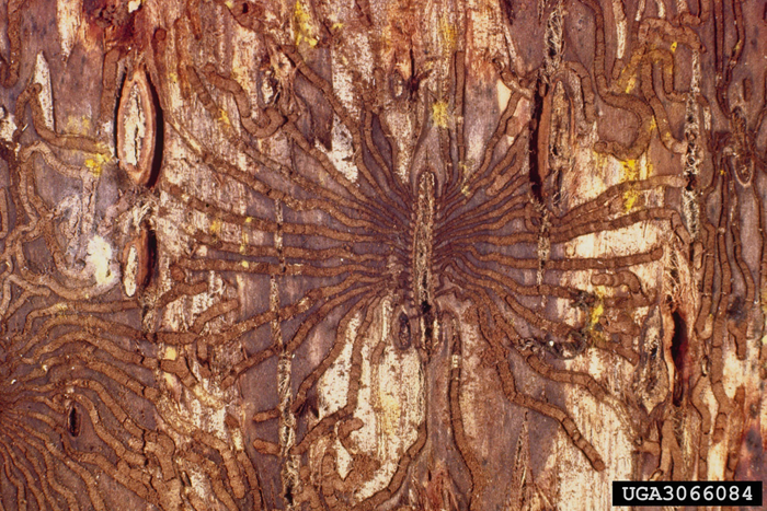 Photo of European elm bark beetle gallery