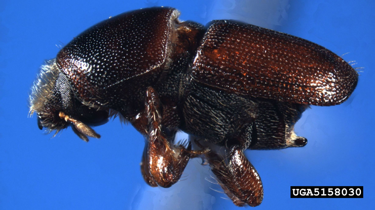 Photo of a European elm bark beetle