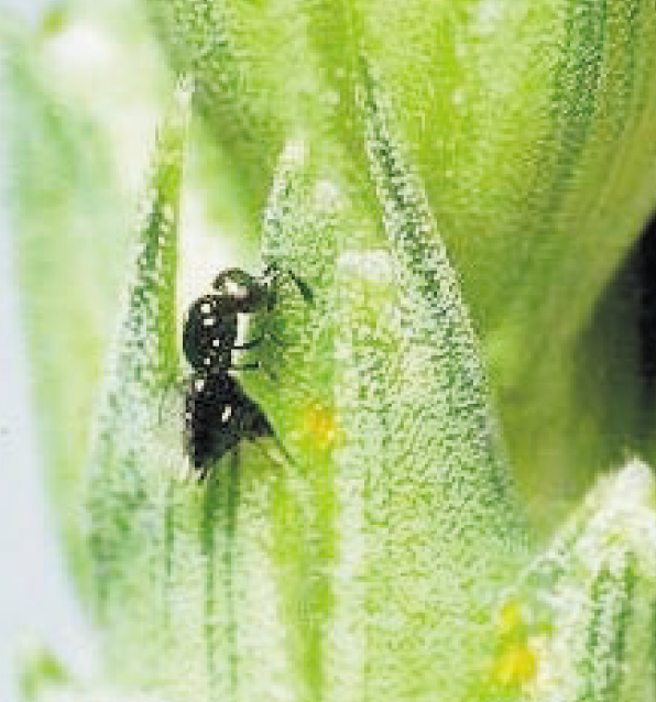 Close -up of female wheat midge on leaves with eggs