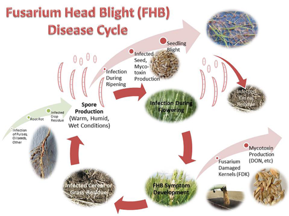 Fusarium Head Blight disease cycle