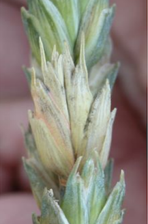 Close-up of Fusarium Head Blight infected wheat head