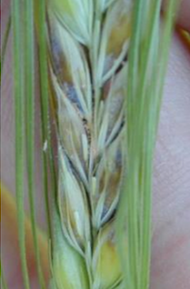 Close-up of brown discolouration of Fusarium Head Blight infected spikelets in barley