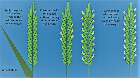 Artist rendering of flowering stages of wheat