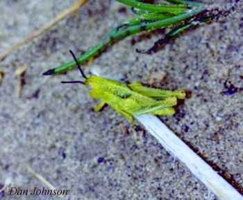 Close-up of a fourth instar Packard grasshopper on the ground