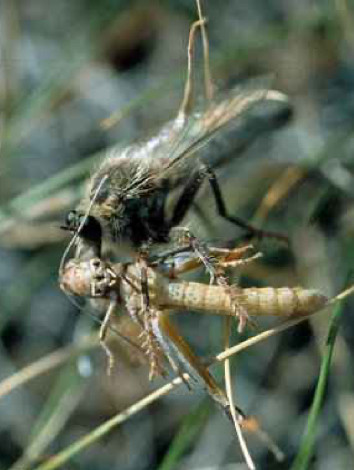 Photo of a sarcophagid fly and a Packard’s grasshopper.