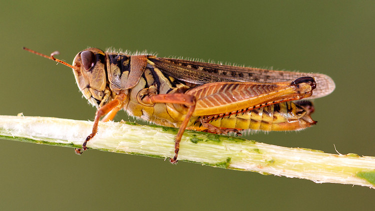 Large brown grasshopper on stalk