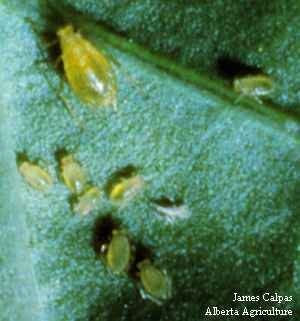 Photo of Green peach aphids