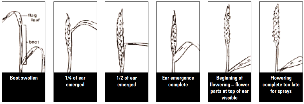 Six panels showing the growth stages of wheat