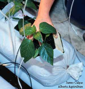 Hand placing a sweet bell pepper plant into the production greenhouse bag